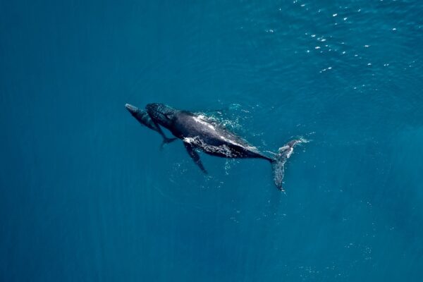 Cetaceans Series 1/2 Fine Art Print Whales Humpback Whales Wildlife Wildlife Photography Nature Photography Australia Western Australia North West Australia