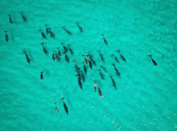 Cetaceans Series 2/2 Fine Art Print Dolphins Wildlife Wildlife Photography Nature Photography Australia Western Australia South West Australia Margaret River