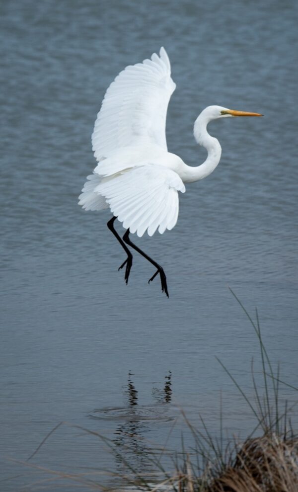 Eastern Great Egret Fine Art Print Bird Wildlife Wildlife Photography Nature Photography Australia Western Australia North West Australia