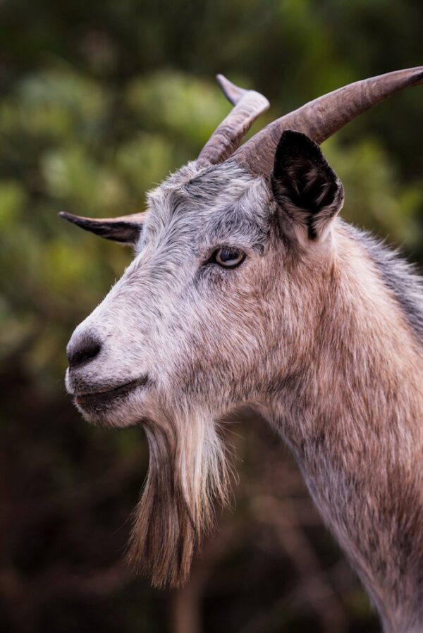 Goat Series 1/2 Fine Art Print Wildlife Wildlife Photography Nature Photography Australia Western Australia North West Australia