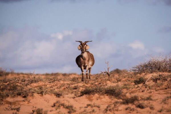 Goat Series 2/2 Fine Art Print Wildlife Wildlife Photography Nature Photography Australia Western Australia North West Australia