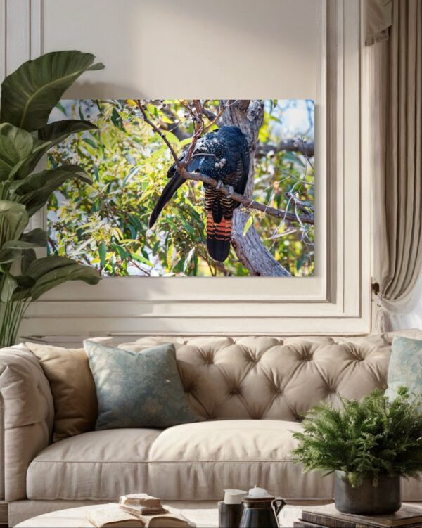 Red-tailed Black Cockatoo Series 1/3 Fine Art Print Bird Wildlife Wildlife Photography Nature Photography Australia Western Australia South West Australia Margaret River