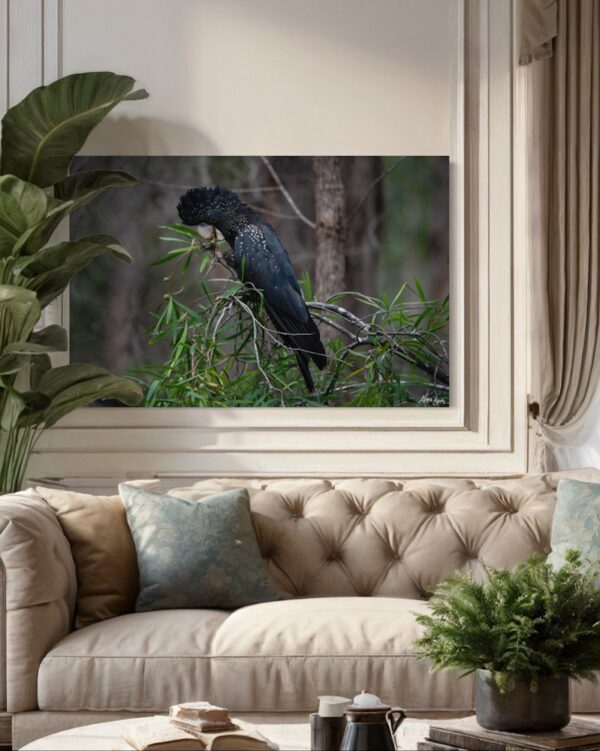 Red-tailed Black Cockatoo Series 3/3 Fine Art Print Bird Wildlife Wildlife Photography Nature Photography Australia Western Australia South West Australia Margaret River