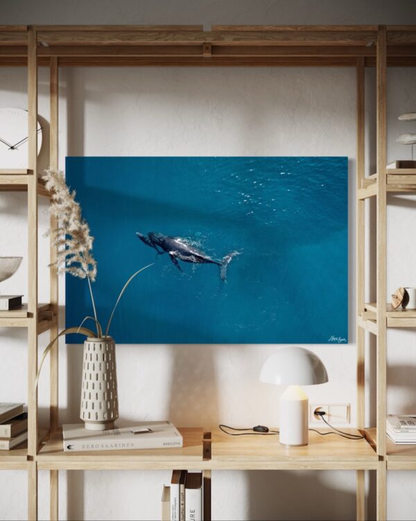 Cetaceans Series 1/2 Fine Art Print Whales Humpback Whales Wildlife Wildlife Photography Nature Photography Australia Western Australia North West Australia