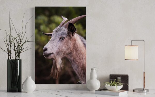 Goat Series 1/2 Fine Art Print Wildlife Wildlife Photography Nature Photography Australia Western Australia North West Australia