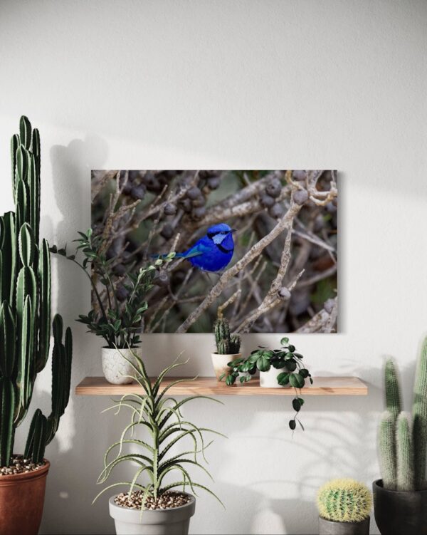 Native Birds Series 3/3 Fine Art Print Blue Wren Bird Wildlife Wildlife Photography Nature Photography Australia Western Australia South West Australia Margaret River