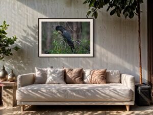 Red-tailed Black Cockatoo Series 3/3 Fine Art Print Bird Wildlife Wildlife Photography Nature Photography Australia Western Australia South West Australia Margaret River