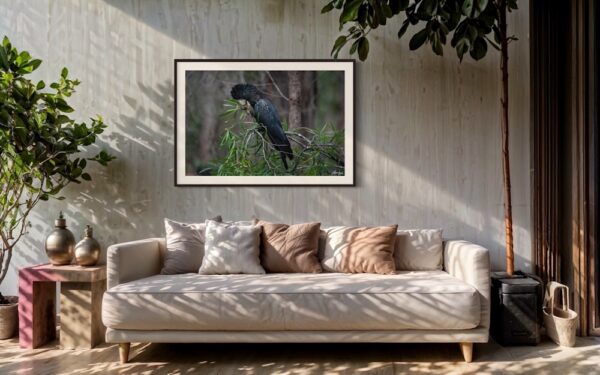 Red-tailed Black Cockatoo Series 3/3 Fine Art Print Bird Wildlife Wildlife Photography Nature Photography Australia Western Australia South West Australia Margaret River