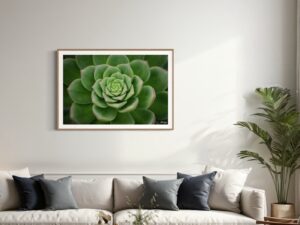 Succulent Fine Art Print Flora Landscape Nature Photography Australia Western Australia South West Australia Margaret River