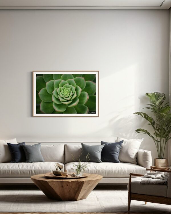 Succulent Fine Art Print Flora Landscape Nature Photography Australia Western Australia South West Australia Margaret River