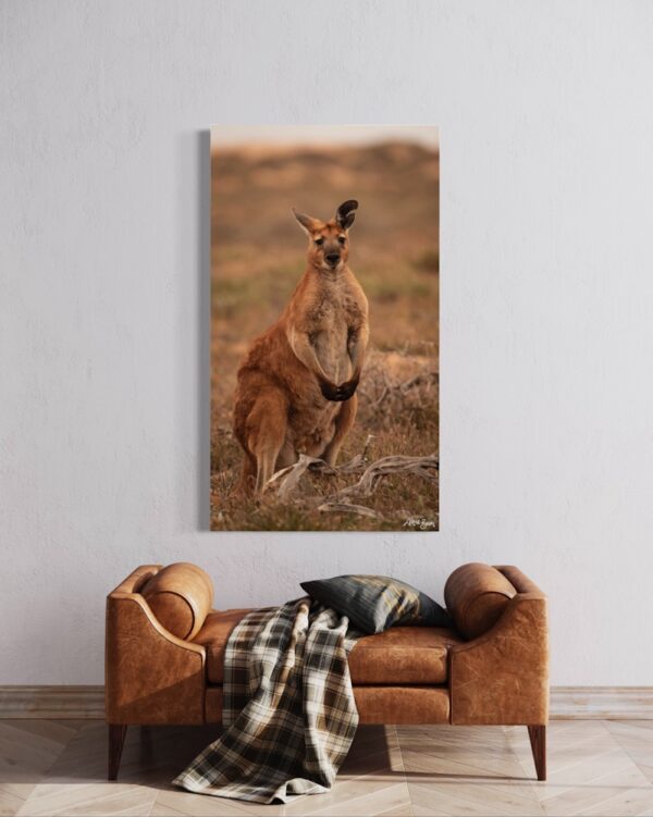 Roo Fine Art Print Wildlife Wildlife Photography Nature Photography Australia Western Australia North West Australia