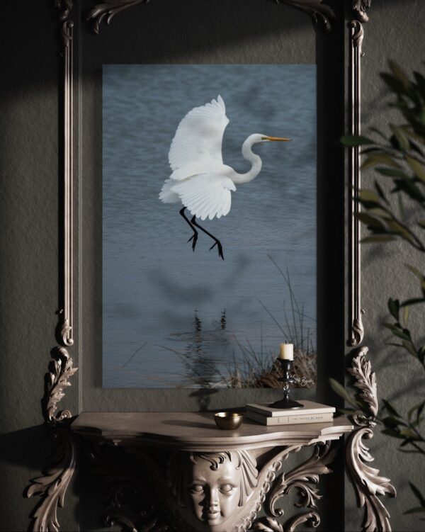 Eastern Great Egret Fine Art Print Bird Wildlife Wildlife Photography Nature Photography Australia Western Australia North West Australia