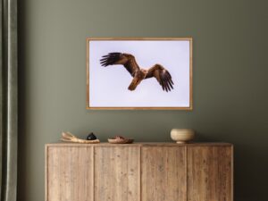 Red Goshawk Fine Art Print Bird Bird of Prey Wildlife Wildlife Photography Nature Photography Australia Western Australia North West Australia