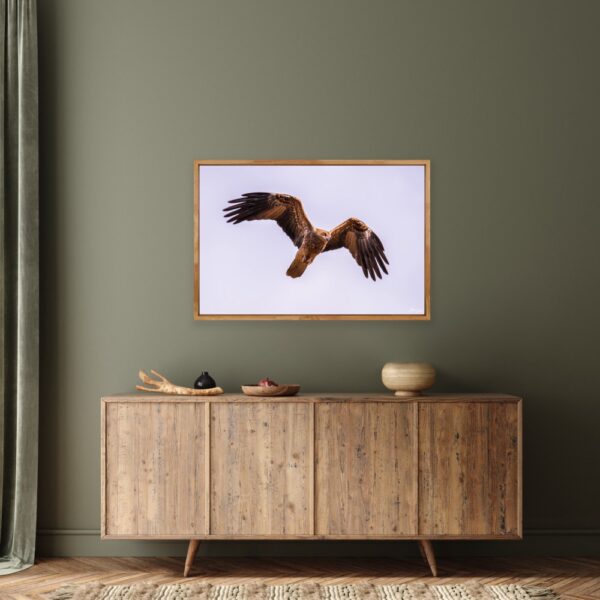 Red Goshawk Fine Art Print Bird Bird of Prey Wildlife Wildlife Photography Nature Photography Australia Western Australia North West Australia