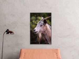 Goat Series 1/2 Fine Art Print Wildlife Wildlife Photography Nature Photography Australia Western Australia North West Australia