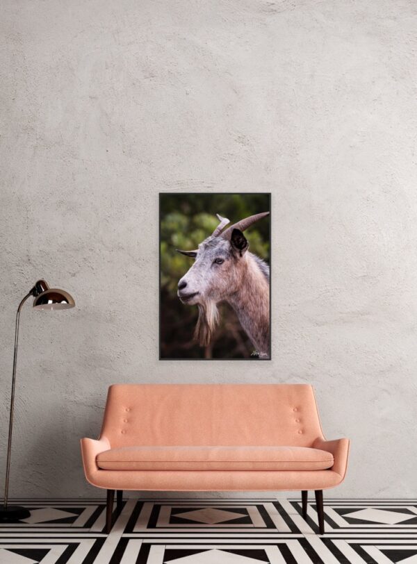 Goat Series 1/2 Fine Art Print Wildlife Wildlife Photography Nature Photography Australia Western Australia North West Australia