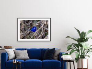 Native Birds Series 3/3 Fine Art Print Blue Wren Bird Wildlife Wildlife Photography Nature Photography Australia Western Australia South West Australia Margaret River