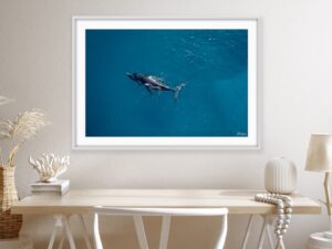 Cetaceans Series 1/2 Fine Art Print Whales Humpback Whales Wildlife Wildlife Photography Nature Photography Australia Western Australia North West Australia