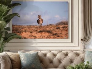 Goat Series 2/2 Fine Art Print Wildlife Wildlife Photography Nature Photography Australia Western Australia North West Australia