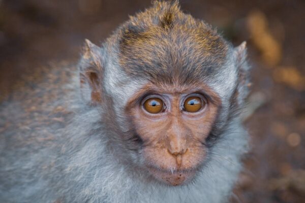 Long-tailed Macaque Fine Art Print Monkey Wildlife Wildlife Photography Nature Photography Indonesia Ubud