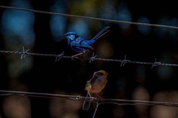 Native Birds Series 1/3 Fine Art Print Blue Wren Bird Wildlife Wildlife Photography Nature Photography Australia Western Australia South West Australia Margaret River