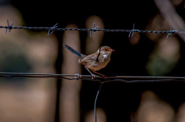 Native Birds Series 2/3 Fine Art Print Blue Wren Bird Wildlife Wildlife Photography Nature Photography Australia Western Australia South West Australia Margaret River