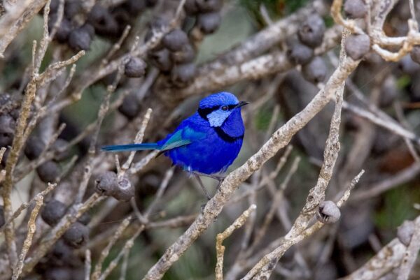 Native Birds Series 3/3 Fine Art Print Blue Wren Bird Wildlife Wildlife Photography Nature Photography Australia Western Australia South West Australia Margaret River