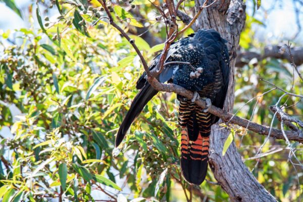 Red-tailed Black Cockatoo Series 1/3 Fine Art Print Bird Wildlife Wildlife Photography Nature Photography Australia Western Australia South West Australia Margaret River