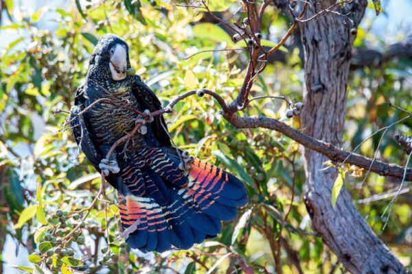 Red-tailed Black Cockatoo Series 2/3 Fine Art Print Bird Wildlife Wildlife Photography Nature Photography Australia Western Australia South West Australia Margaret River