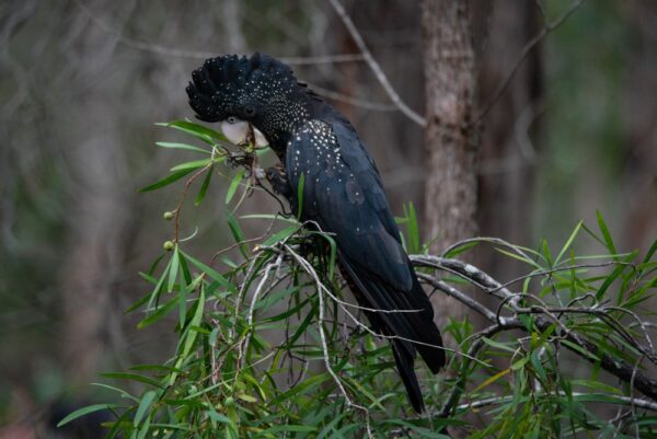 Red-tailed Black Cockatoo Series 3/3 Fine Art Print Bird Wildlife Wildlife Photography Nature Photography Australia Western Australia South West Australia Margaret River