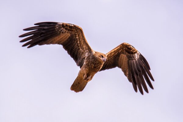 Red Goshawk Fine Art Print Bird Bird of Prey Wildlife Wildlife Photography Nature Photography Australia Western Australia North West Australia